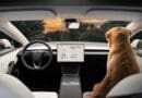 Tesla-Model-3-indicator-stalks-dog-mode